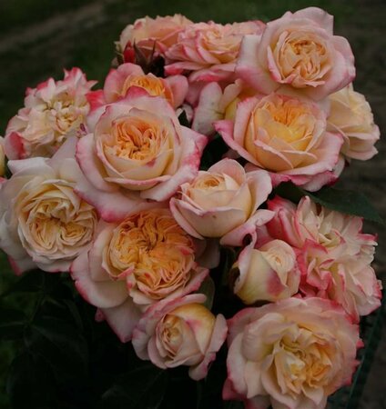 Rosa (F) Concorde wortelgoed A kwaliteit