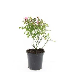 Rosa (P) 'The Fairy' geen maat specificatie cont. 1,5L - afbeelding 4