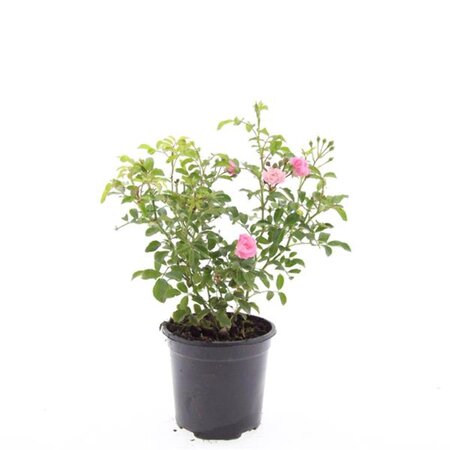 Rosa (P) 'The Fairy' geen maat specificatie cont. 1,5L - afbeelding 5