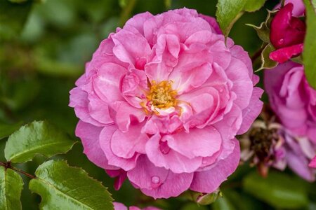 Rosa 'Heidetraum' wortelgoed A kwaliteit