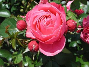 Rosa (T) Leonardo da Vinci wortelgoed A kwaliteit - afbeelding 2