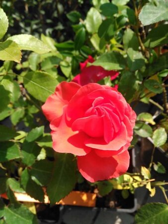 Rosa (F) 'Melrose' roze geen maat specificatie container - afbeelding 2