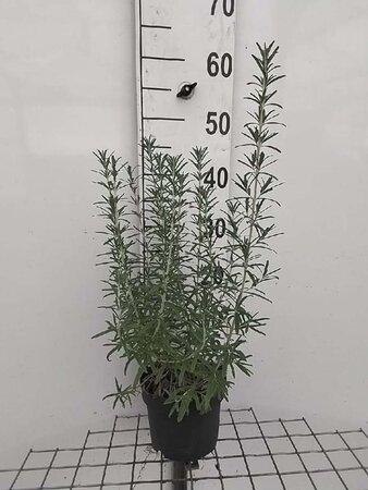 Rosmarinus officinalis geen maat specificatie cont. 2,0L - afbeelding 2