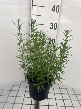 Rosmarinus officinalis geen maat specificatie cont. 2,0L - afbeelding 1