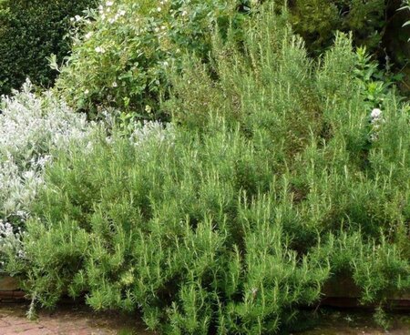 Rosmarinus officinalis geen maat specificatie 0,55L/P9cm - afbeelding 3