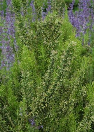 Rosmarinus officinalis geen maat specificatie 0,55L/P9cm - afbeelding 4