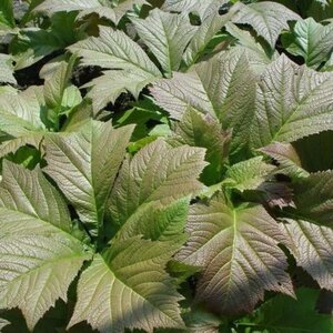 Rodgersia pinnata 'Braunlaub' geen maat specificatie 0,55L/P9cm - afbeelding 1