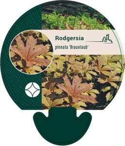 Rodgersia pinnata 'Braunlaub' geen maat specificatie 0,55L/P9cm - afbeelding 2