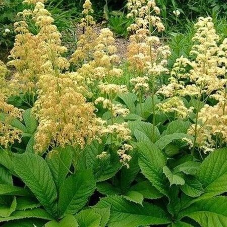 Rodgersia pinnata geen maat specificatie 0,55L/P9cm - afbeelding 5