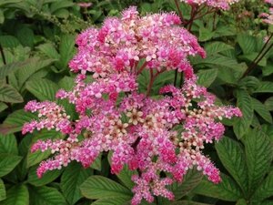 Rodgersia pinnata geen maat specificatie 0,55L/P9cm - afbeelding 3