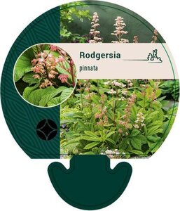 Rodgersia pinnata geen maat specificatie 0,55L/P9cm - afbeelding 4