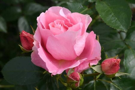 Rosa (F) Poetry wortelgoed A kwaliteit