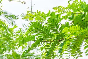 Robinia pseudoacacia 60-100 cm wortelgoed 2-jarig verplante zaailin - afbeelding 2