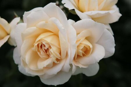 Rosa 'Lion's Rose' wortelgoed A kwaliteit - afbeelding 2