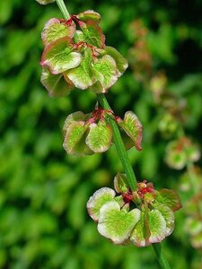 Rumex acetosa geen maat specificatie 0,55L/P9cm - afbeelding 1