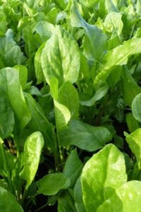 Rumex acetosa geen maat specificatie 0,55L/P9cm - afbeelding 2