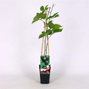 Rubus Boysenberry (doornloos) 70 cm vierkant 2L