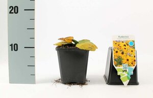 Rudbeckia f. 'Goldsturm' geen maat specificatie 0,55L/P9cm - afbeelding 6