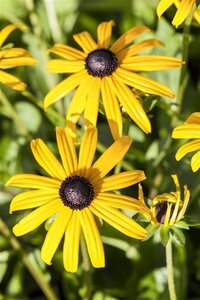 Rudbeckia f. 'Goldsturm' geen maat specificatie 0,55L/P9cm - afbeelding 3