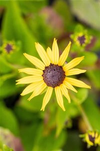 Rudbeckia f. 'Goldsturm' geen maat specificatie 0,55L/P9cm - afbeelding 4