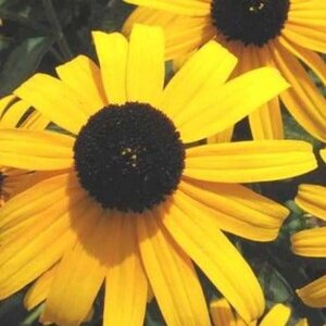 Rudbeckia f. 'City Garden' geen maat specificatie 0,55L/P9cm