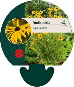 Rudbeckia fulgida deamii geen maat specificatie 0,55L/P9cm - afbeelding 3