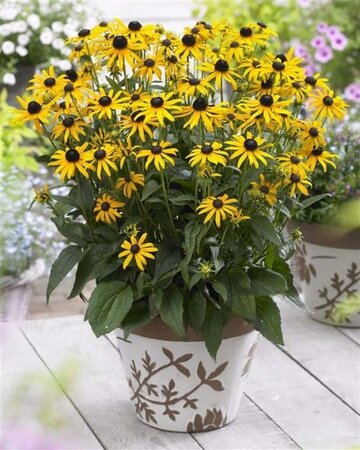 Rudbeckia f. 'Little Goldstar' geen maat specificatie 0,55L/P9cm - afbeelding 5