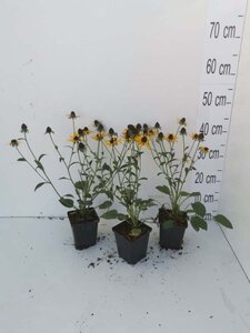 Rudbeckia f. 'Little Goldstar' geen maat specificatie 0,55L/P9cm - afbeelding 8