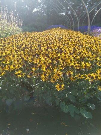 Rudbeckia f. 'Little Goldstar' geen maat specificatie 0,55L/P9cm - afbeelding 9