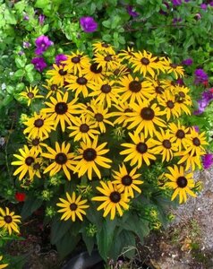 Rudbeckia f. 'Little Goldstar' geen maat specificatie 0,55L/P9cm - afbeelding 6