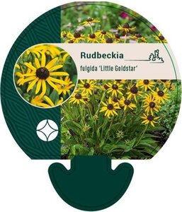 Rudbeckia f. 'Little Goldstar' geen maat specificatie 0,55L/P9cm - afbeelding 4