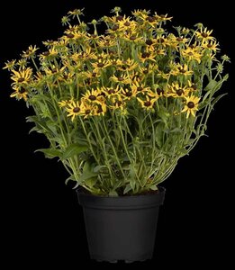 Rudbeckia f. 'Little Goldstar' geen maat specificatie 0,55L/P9cm - afbeelding 3