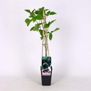 Rubus frut. 'Loch Ness' (doornloos) 70 cm vierkant 2L