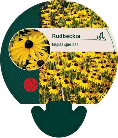 Rudbeckia fulgida speciosa geen maat specificatie 0,55L/P9cm