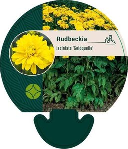 Rudbeckia laciniata 'Goldquelle' geen maat specificatie 0,55L/P9cm - afbeelding 1