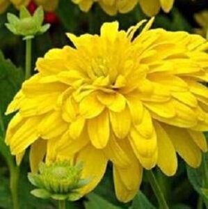 Rudbeckia laciniata 'Goldquelle' geen maat specificatie 0,55L/P9cm - afbeelding 2