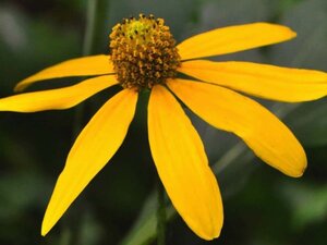 Rudbeckia nitida 'Herbstsonne' geen maat specificatie 0,55L/P9cm - afbeelding 1