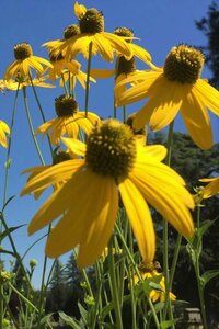 Rudbeckia nitida 'Herbstsonne' geen maat specificatie 0,55L/P9cm - afbeelding 2