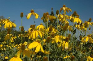 Rudbeckia nitida 'Herbstsonne' geen maat specificatie 0,55L/P9cm - afbeelding 3