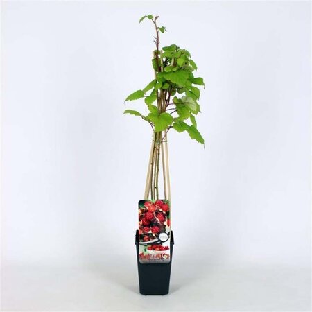 Rubus phoenicolasius 70 cm vierkant 2L - afbeelding 4