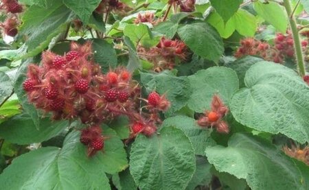 Rubus phoenicolasius 70 cm vierkant 2L - afbeelding 3