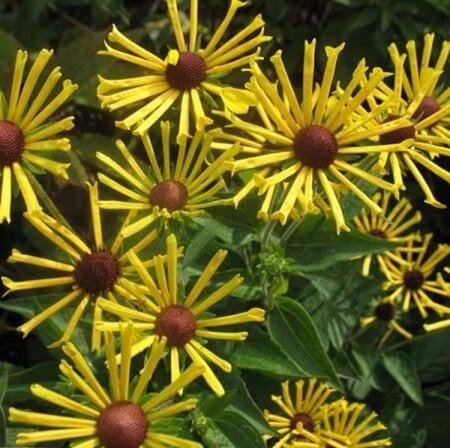 Rudbeckia subt. 'Henry Eilers' geen maat specificatie 0,55L/P9cm