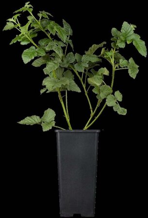 Rubus 'Tayberry' ROOD (doorn) 70 cm vierkant 2L - afbeelding 1