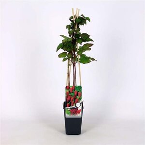 Rubus 'Tayberry' ROOD (doorn) 70 cm vierkant 2L - afbeelding 2