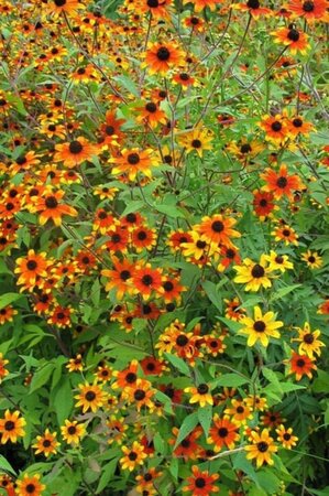 Rudbeckia triloba 'Prairie Glow' geen maat specificatie 0,55L/P9cm - afbeelding 1