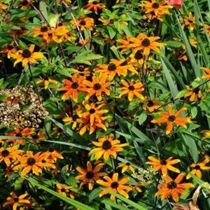 Rudbeckia triloba 'Prairie Glow' geen maat specificatie 0,55L/P9cm - afbeelding 4