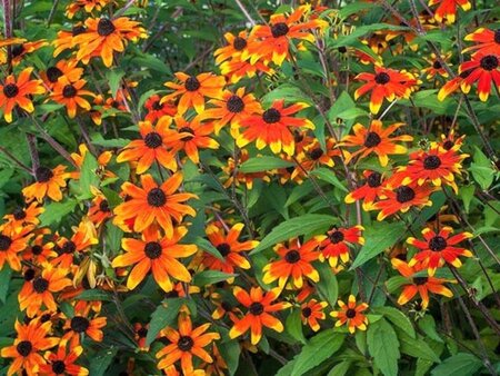 Rudbeckia triloba 'Prairie Glow' geen maat specificatie 0,55L/P9cm - afbeelding 2