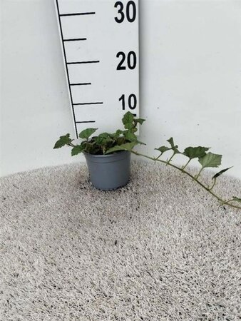 Rubus tricolor 30-40 cm cont. 1,3L