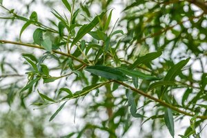 Salix alba 'Chermesina' 100-125 cm wortelgoed 1-jarig bewortelde winter vertakt