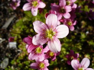 Saxifraga arendsii geen maat specificatie 0,55L/P9cm - afbeelding 1